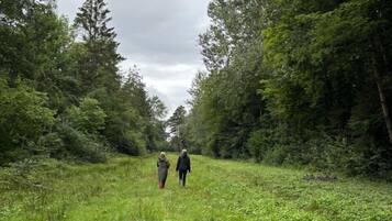 A pathway through a forest with dense trees on both sides.
