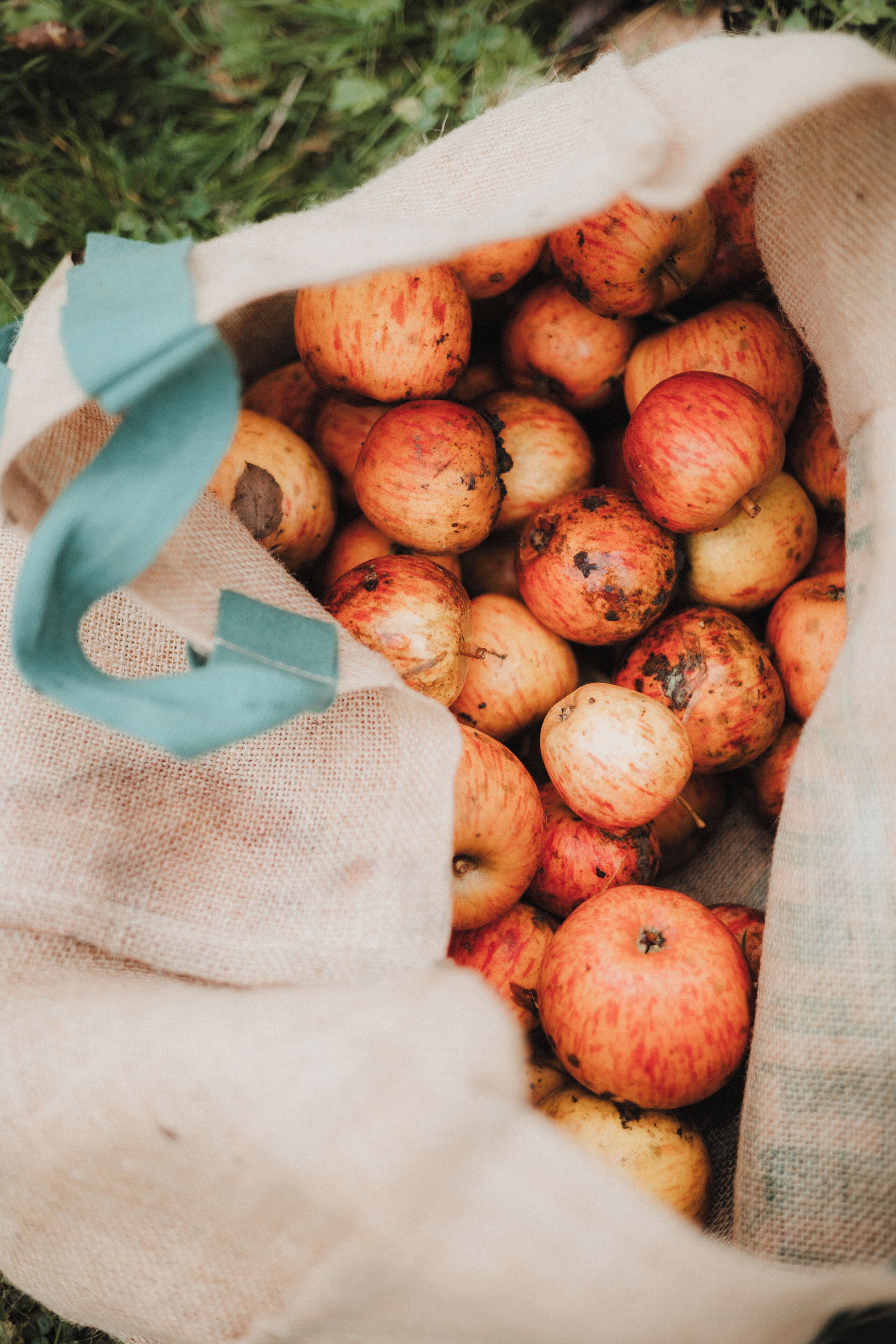 A burlap sack filled with apples.