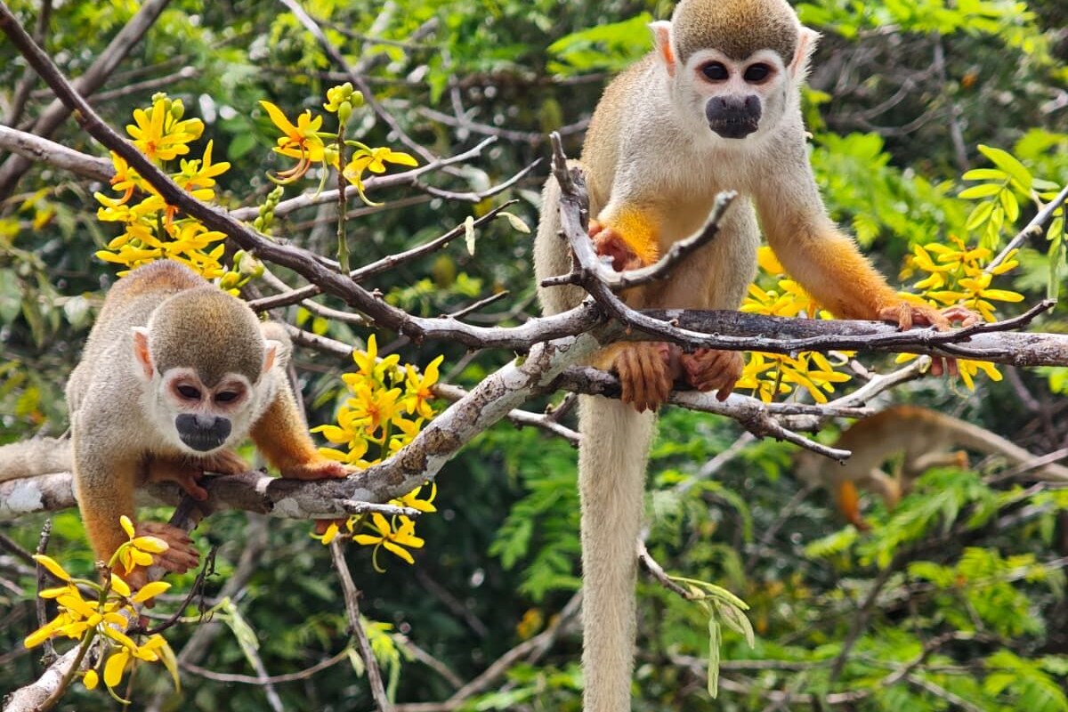 Two monkeys on a tree branch with yellow flowers.