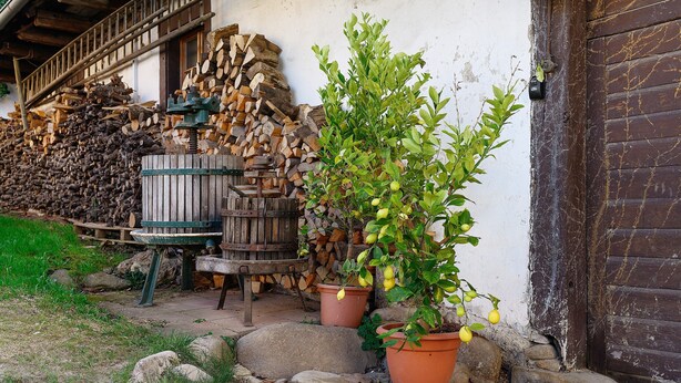 A rustic building with stacked firewood, a wooden bench, and potted plants. - Alte Zainschmiede Holiday Apartment – Pure Peace and Relaxation (Müllheim im Markgräflerland)