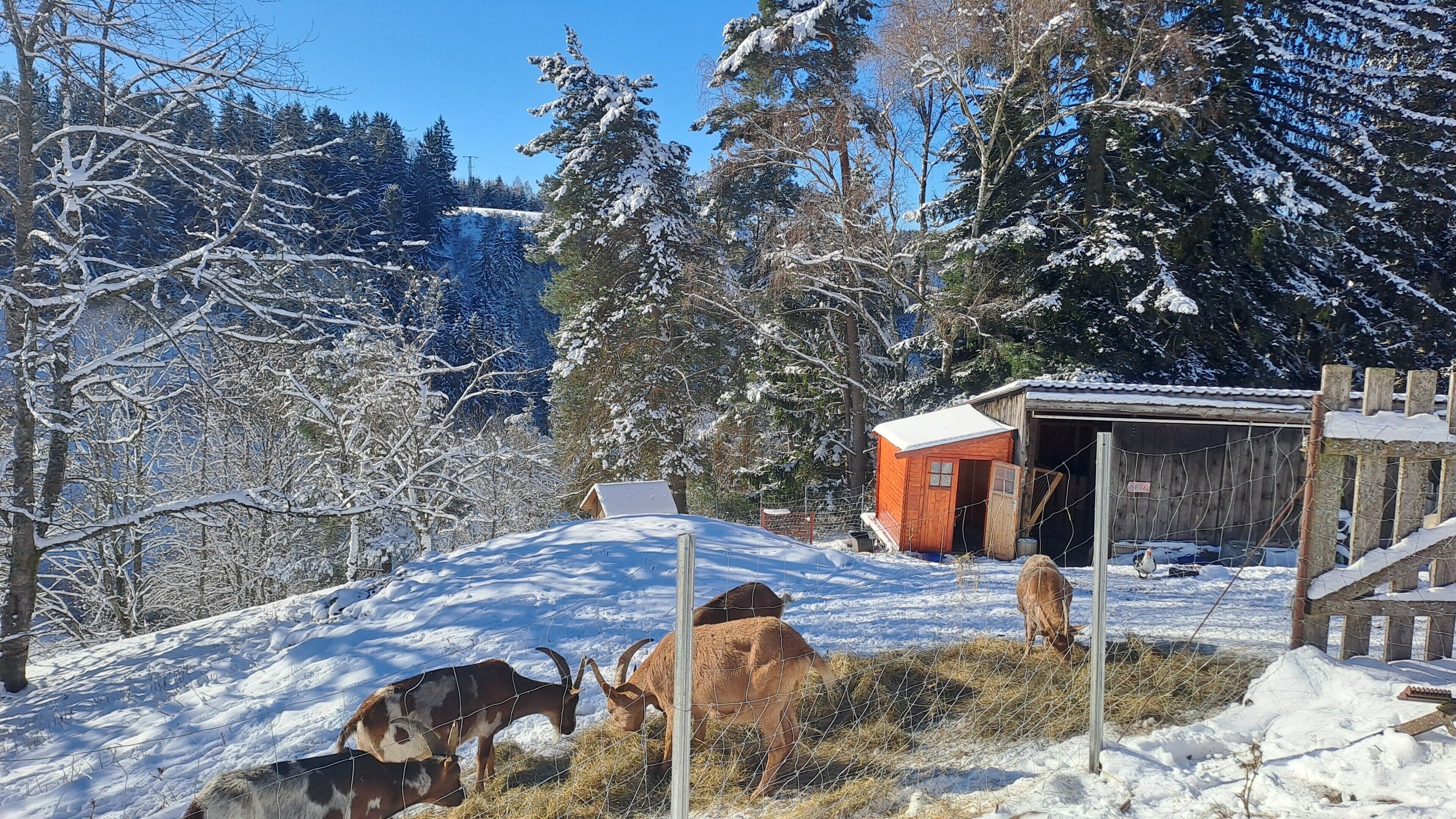 A rural setting with a wooden structure, possibly a barn, surrounded by snow-covered trees and a fenced area with grazing goats.