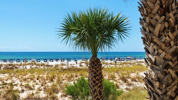 A beach with a palm tree, sandy beach, and the ocean. - ☀️Beach Front-Free Beach Service-Pool + Hot Tub-Pelican Isle 107⛱️ (Ft. Walton Beach)