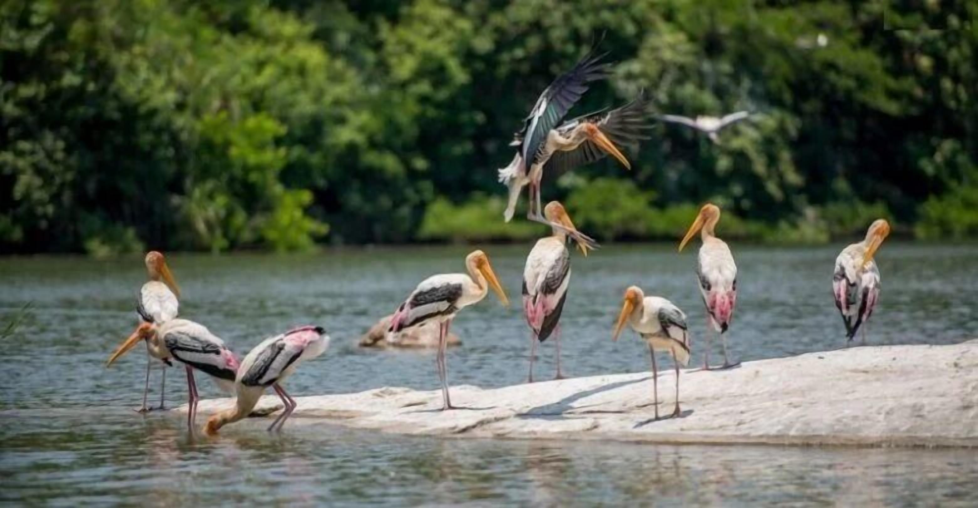 Un gruppo di cicogne in piedi su una roccia vicino all'acqua.