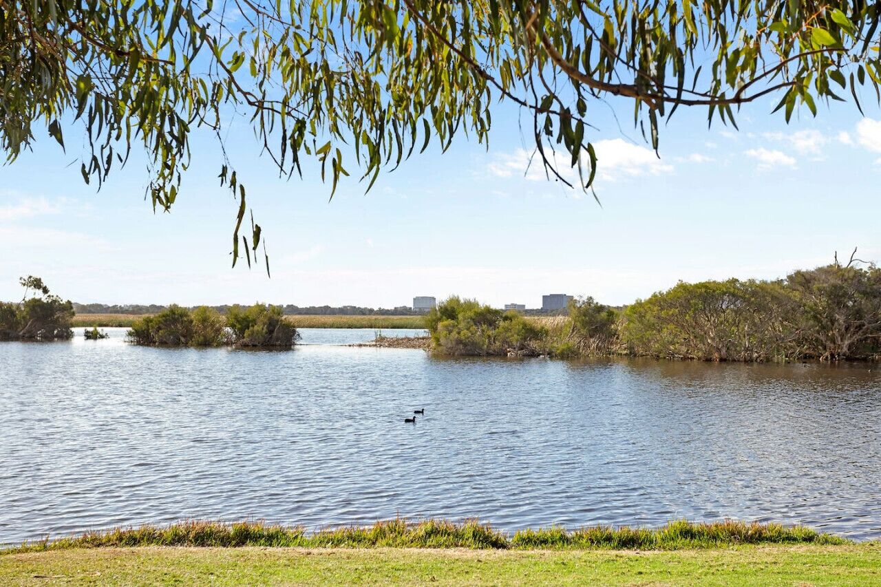 Un llac tranquil amb ànecs, envoltat d'arbres i edificis a la distància.