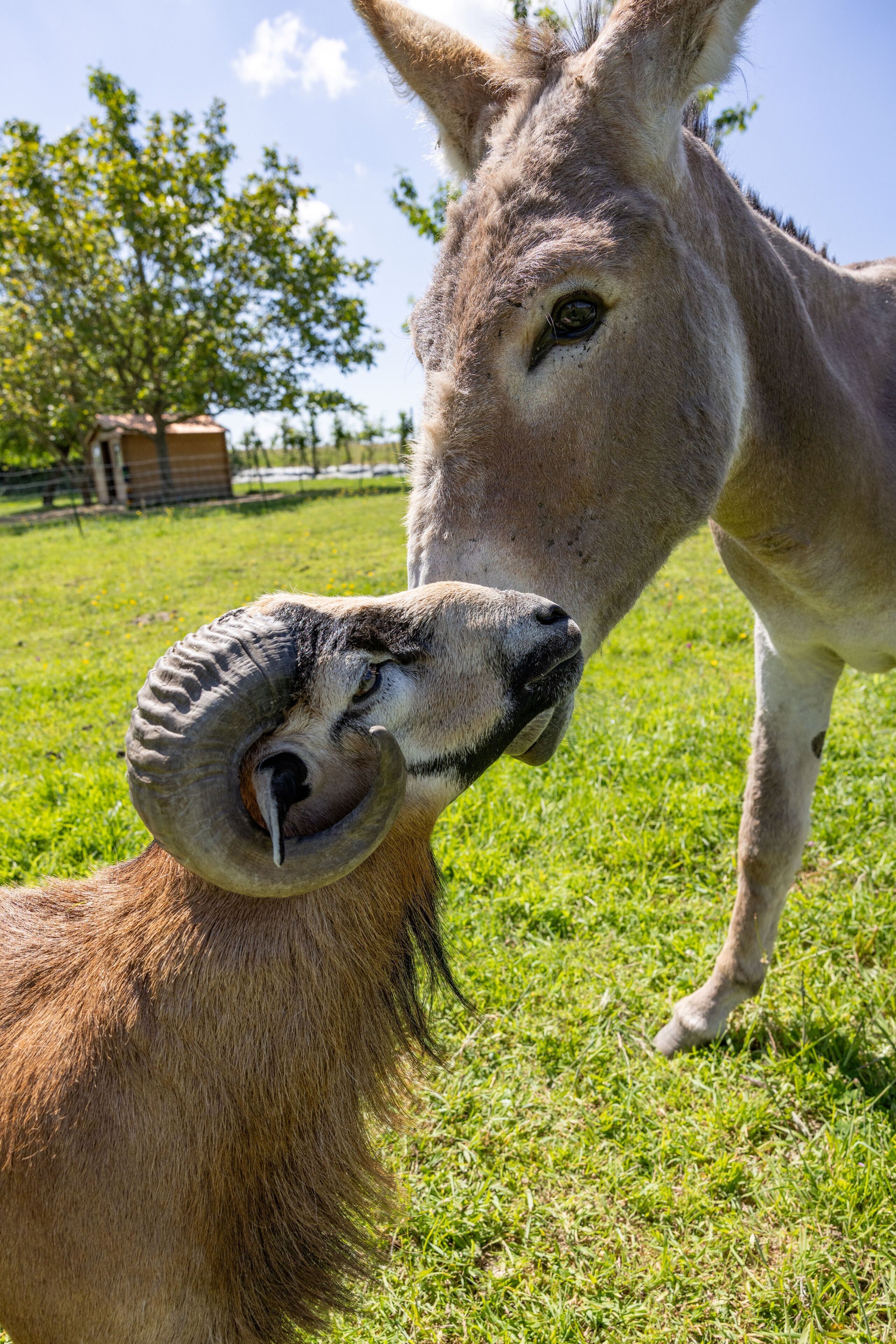 A donkey and a ram in a grassy field.