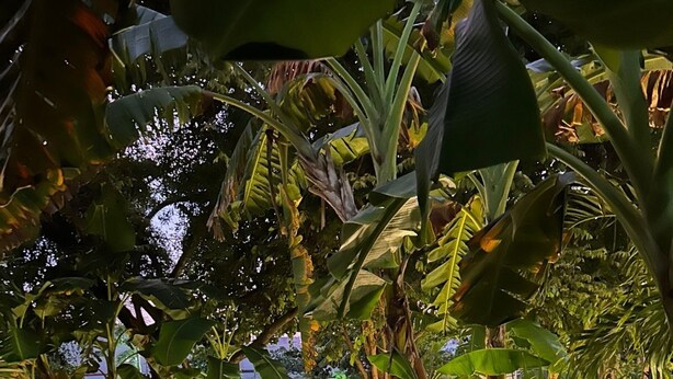 A pathway surrounded by lush tropical plants and trees, leading to a parking area with cars. - First Floor*Coto*Pool*AC*TV*WiFi*10 min to Bucerías* (Aldea Hortus)
