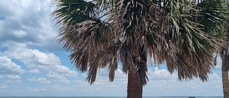 Ett bord vid stranden med fyra randiga stolar, ett palmträd och utsikt över havet.