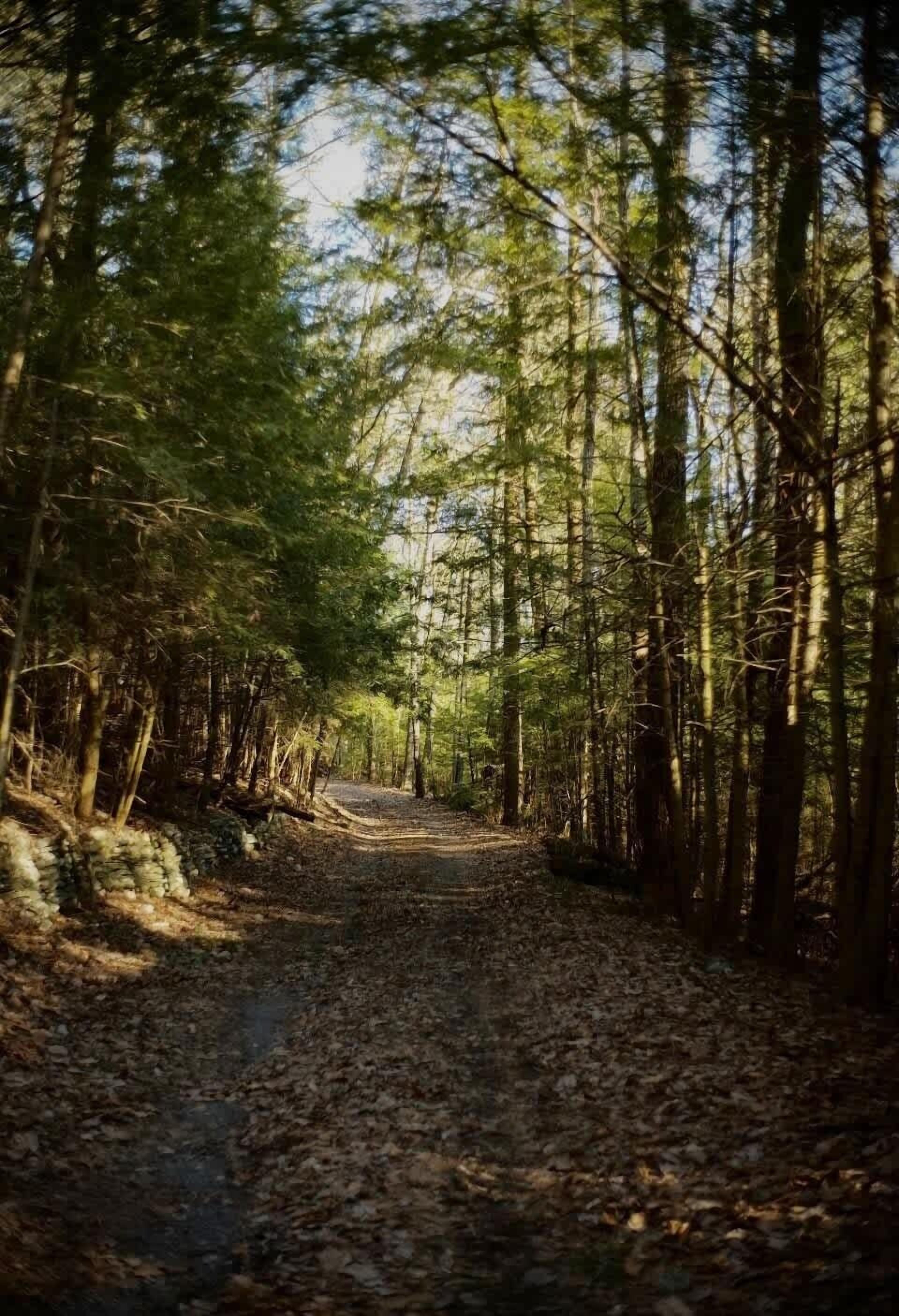 A forest path with tall trees and a dirt road.