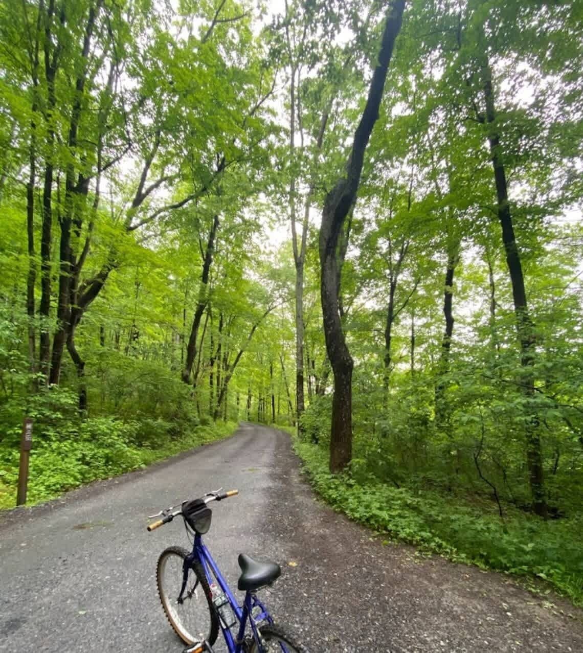 Un vélo garé sur un sentier bordé d’arbres.