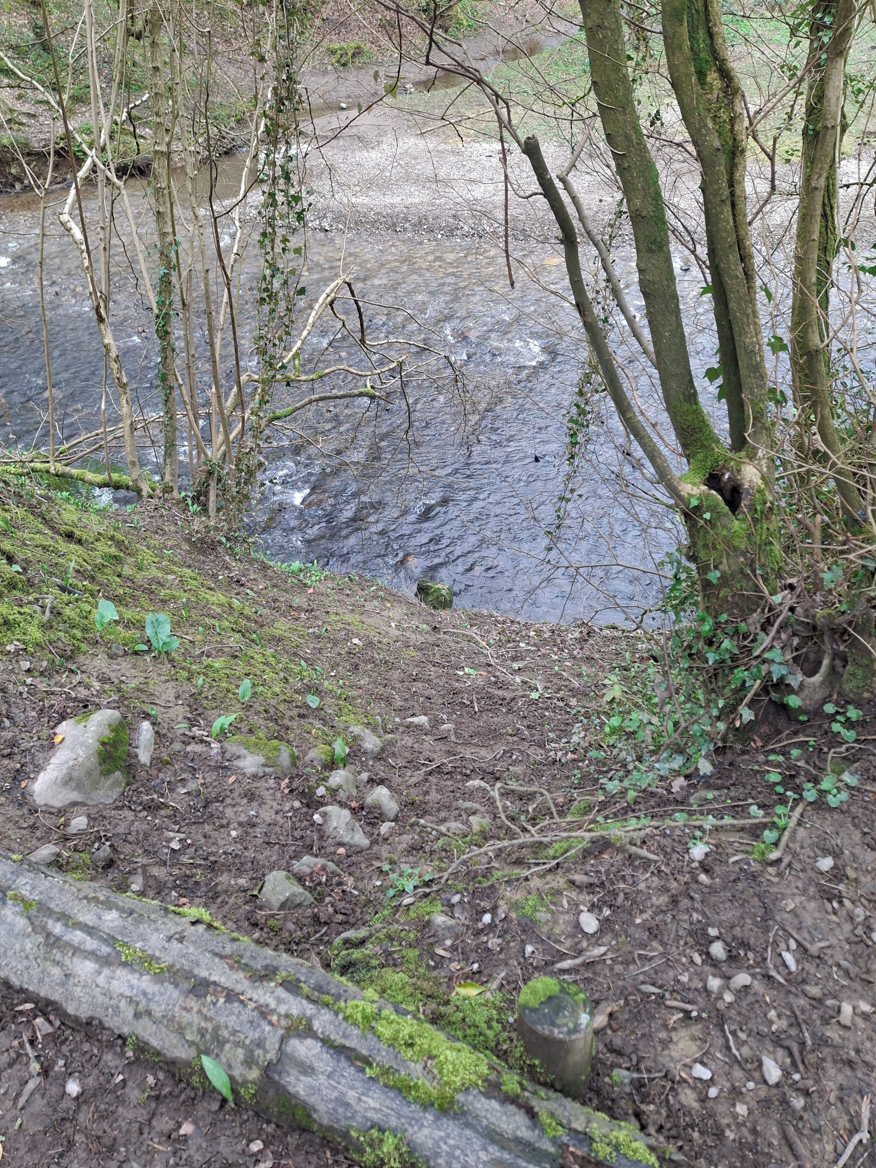 A natural outdoor setting with a stream, trees, and a rocky ground.