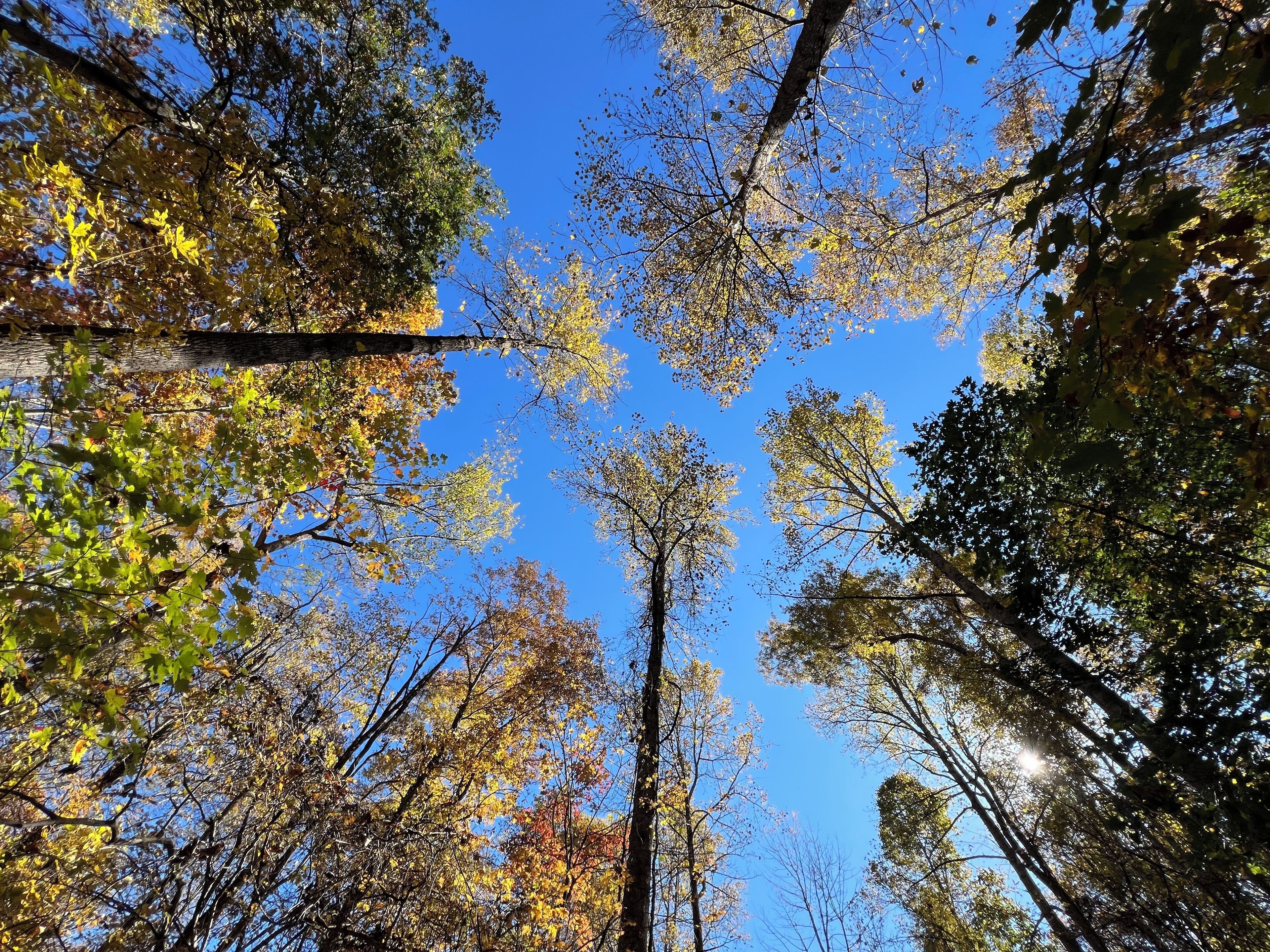 A forest canopy with sunlight filtering through.