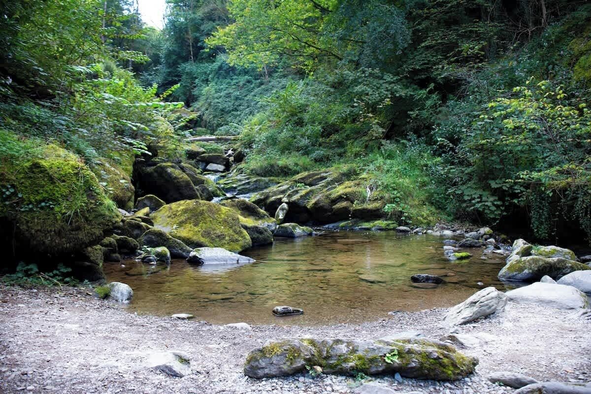 A natural stream surrounded by rocks and dense greenery.