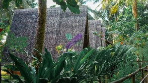 A lush garden with a thatched wall, various tropical plants, and a wooden fence.