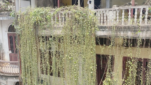 A building with a balcony covered in vines, a metal railing, and a corrugated metal roof. - Modern apartment with 1 bedroom in West Lake (Hà Nội)