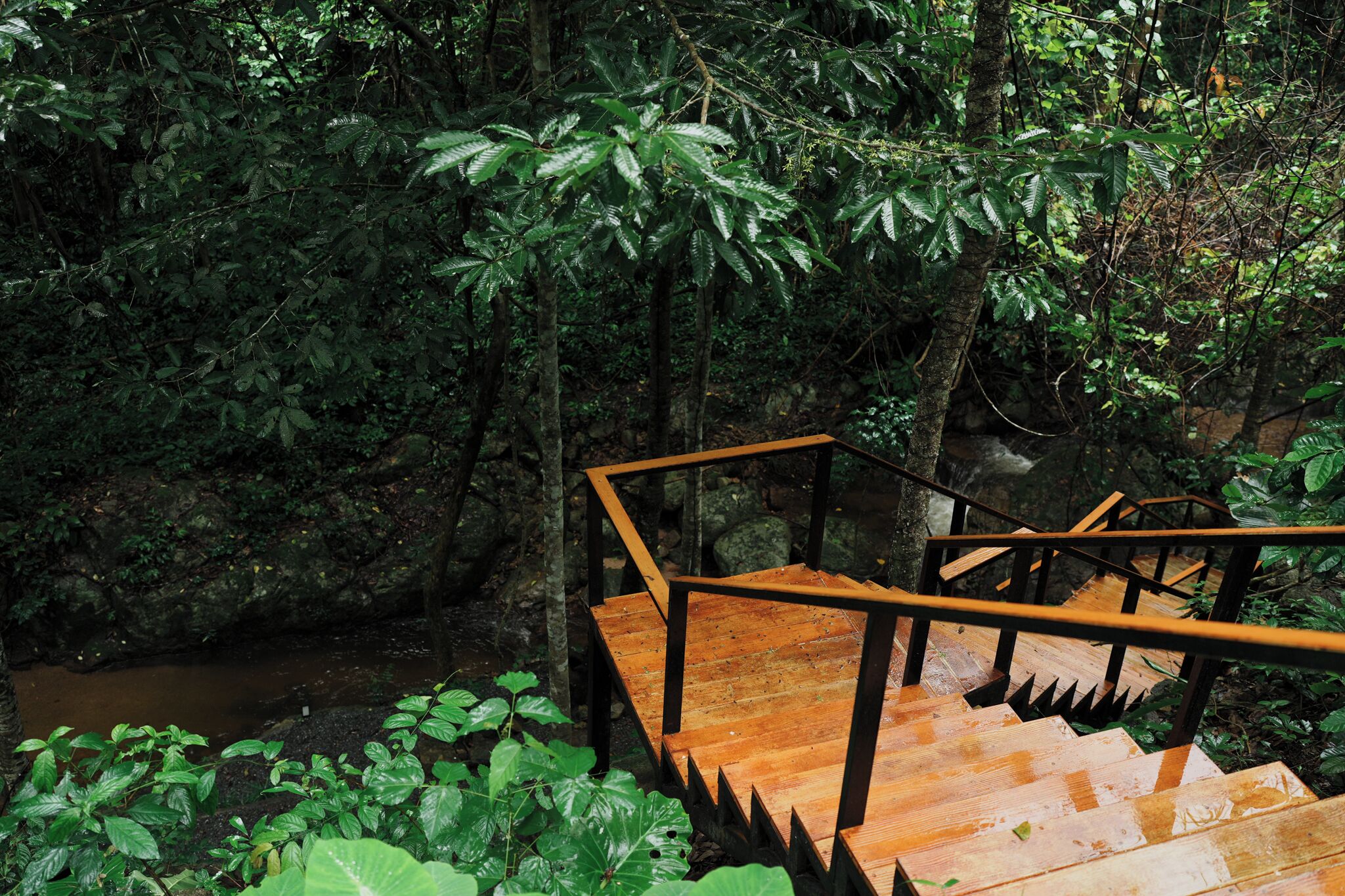 Una escalera de madera con barandillas de metal en una zona boscosa.