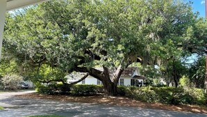A residential property with a large tree in front of a house, a driveway, and a well-maintained lawn. - Oyster Rake Cottage, at Magnolia Court Suites (Beaufort)