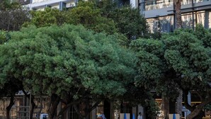Ein modernes Gebäude mit Glasfassade, eine Palme im Vordergrund und ein Schild, das ein Hotel anzeigt.