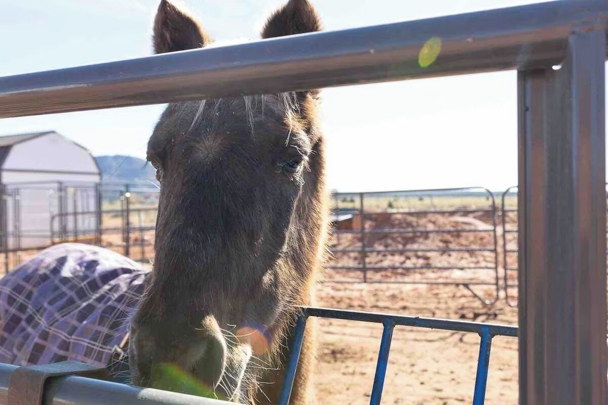 A horse behind a metal fence, with a barn and open field in the background.