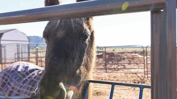 A horse behind a metal fence, with a barn and open field in the background.