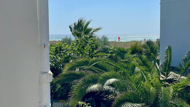 A view of a beach with palm trees and a clear sky. - CASA EVA - MAS PINELL (Torroella de Montgri)