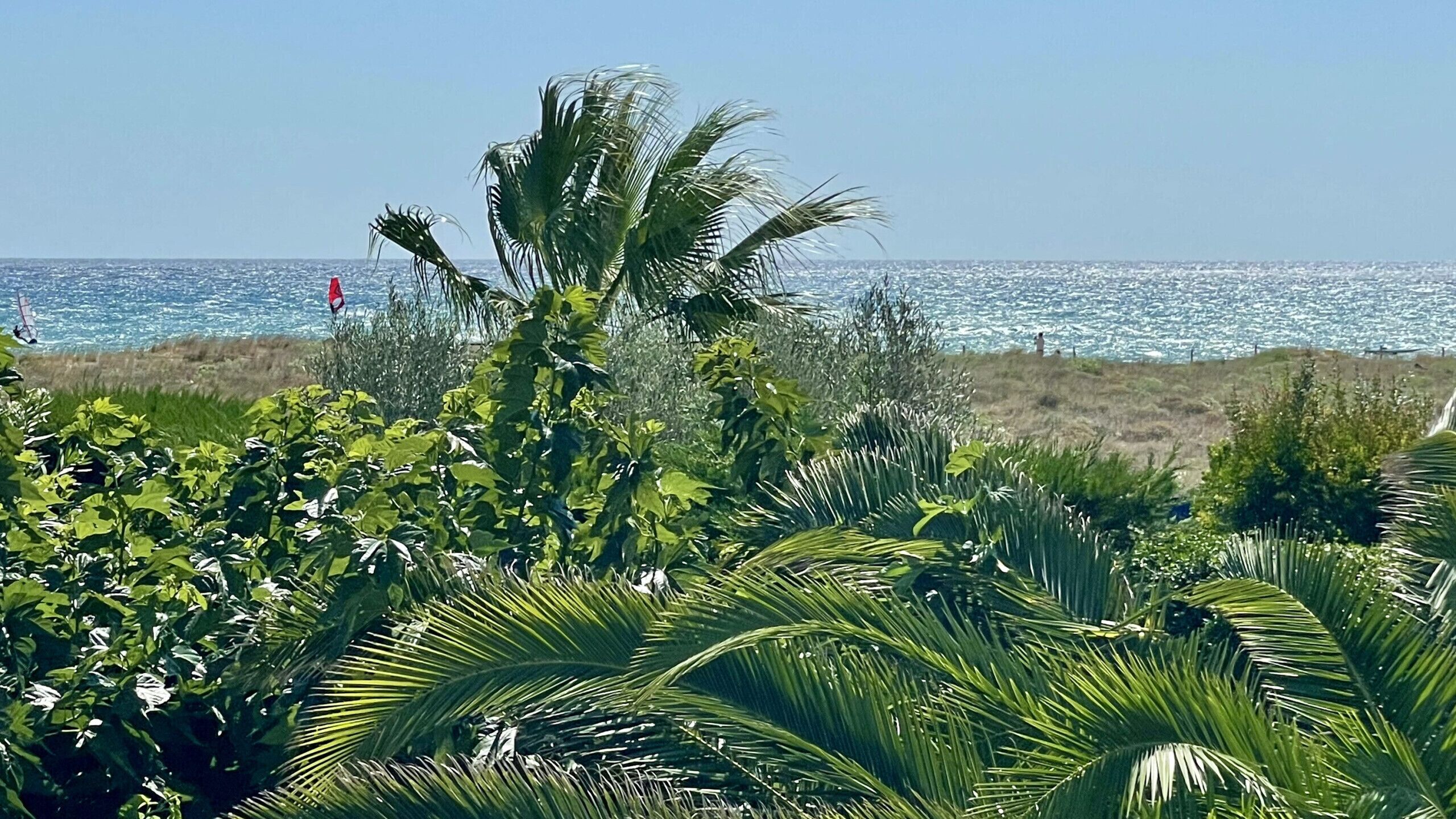 A coastal landscape with palm trees and a view of the ocean.