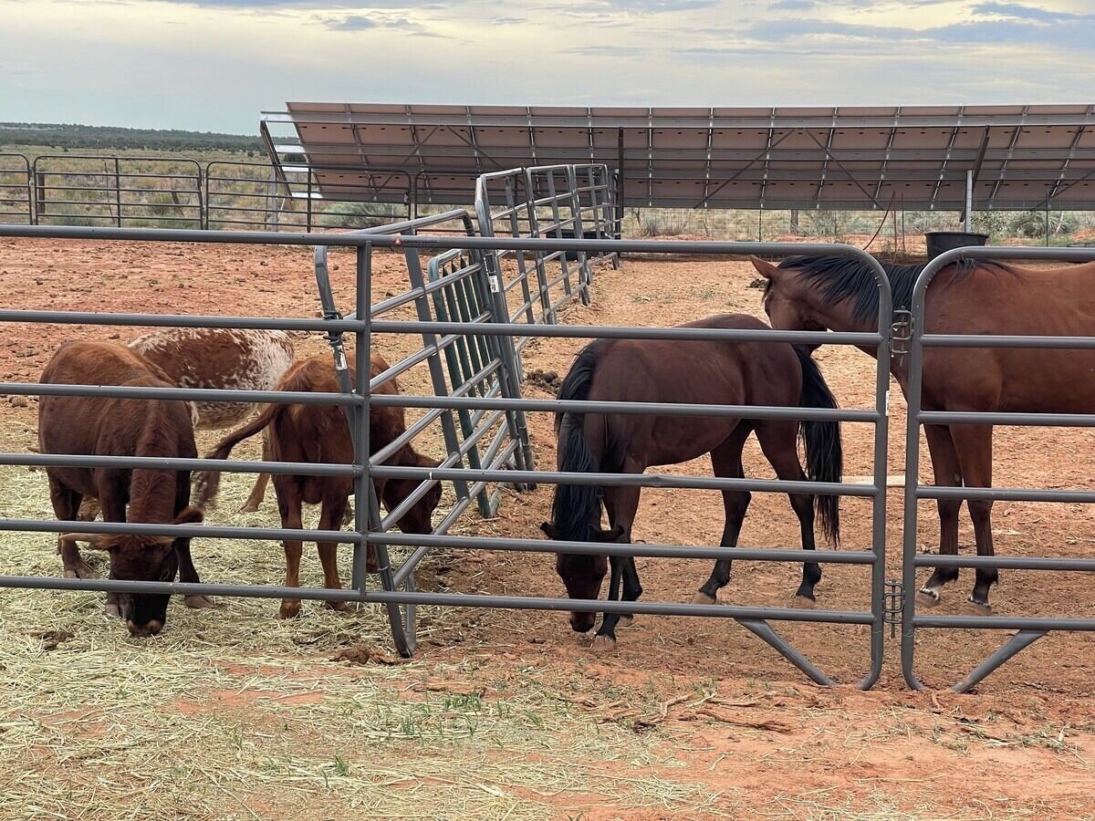 A fenced area with horses grazing.