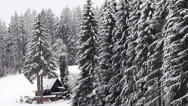Una cabaña rodeada de árboles cubiertos de nieve.