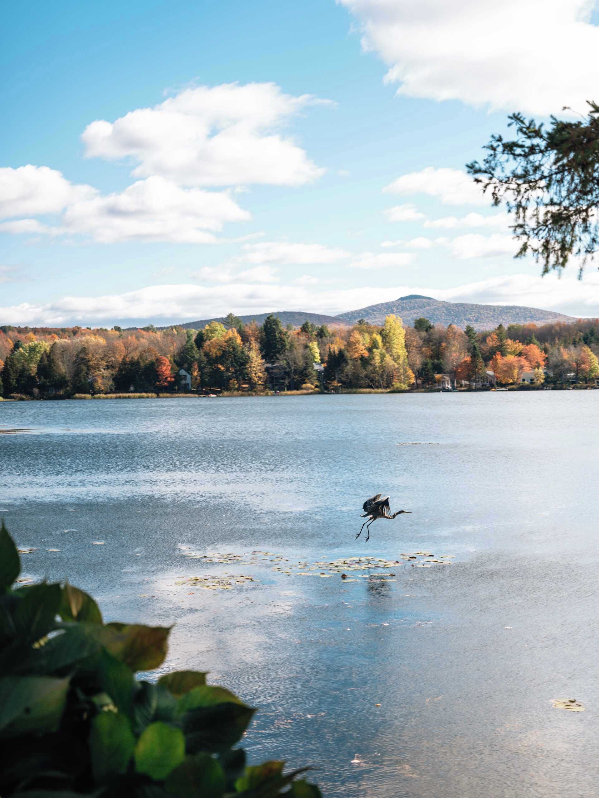 A lake with a bird in flight, surrounded by autumn-colored trees and distant mountains.