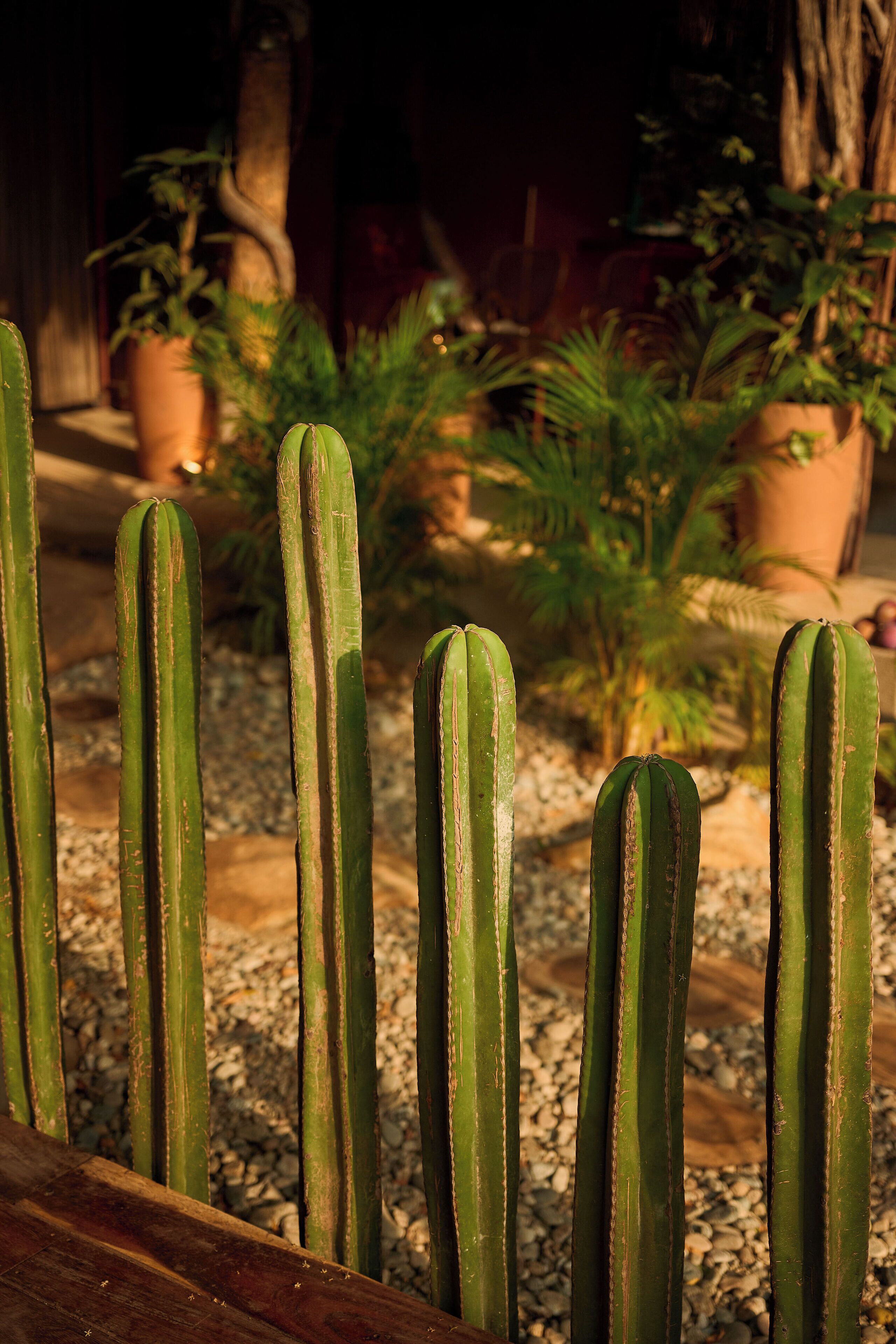 Photo - Punta Mozambique