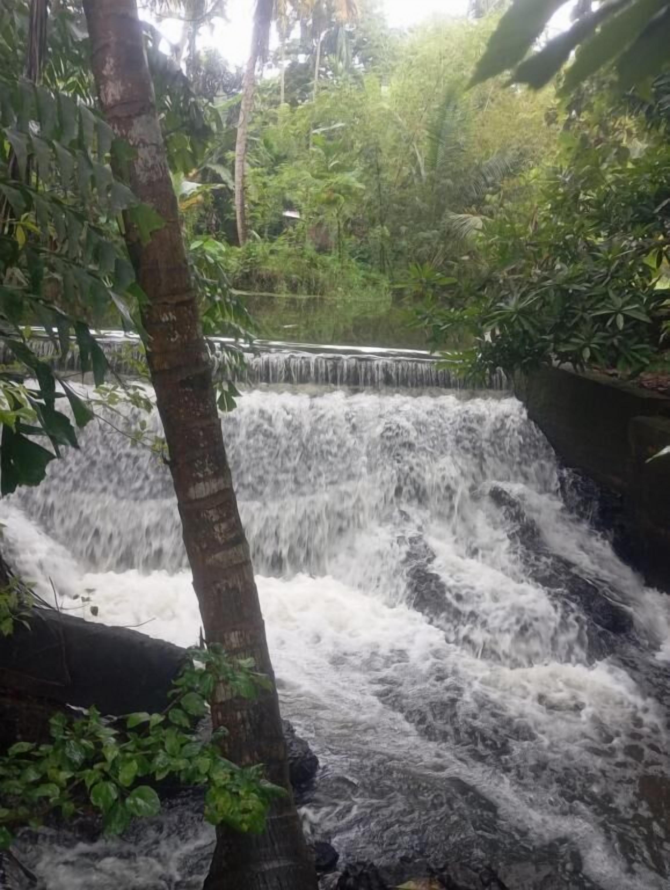 Une cascade au cœur d’un environnement luxuriant et verdoyant, avec un feuillage dense et un sol rocheux.