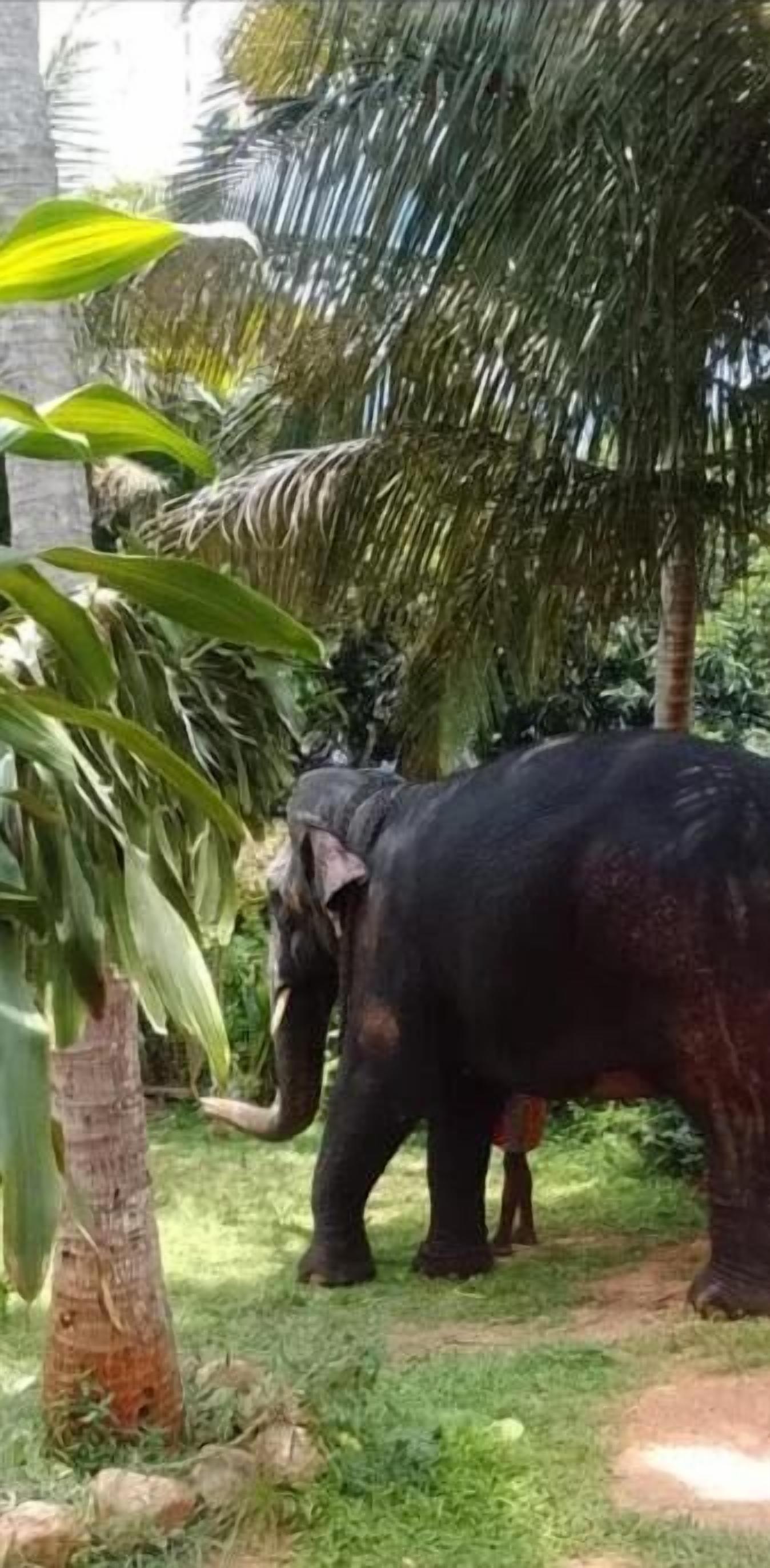 An elephant in a naturalistic enclosure with palm trees and greenery.