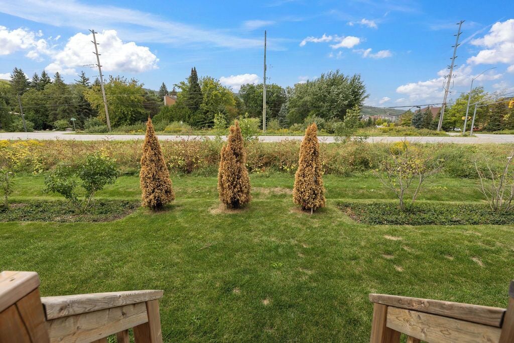 Een gazon met daaraan drie kegelvormige heesters en houten banken.