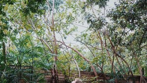 A man standing by a pool with a wooden deck and dense foliage in the background.