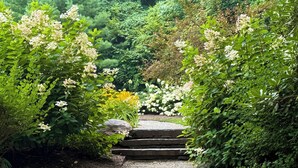 A stone staircase leading through a lush garden with various plants and trees.
