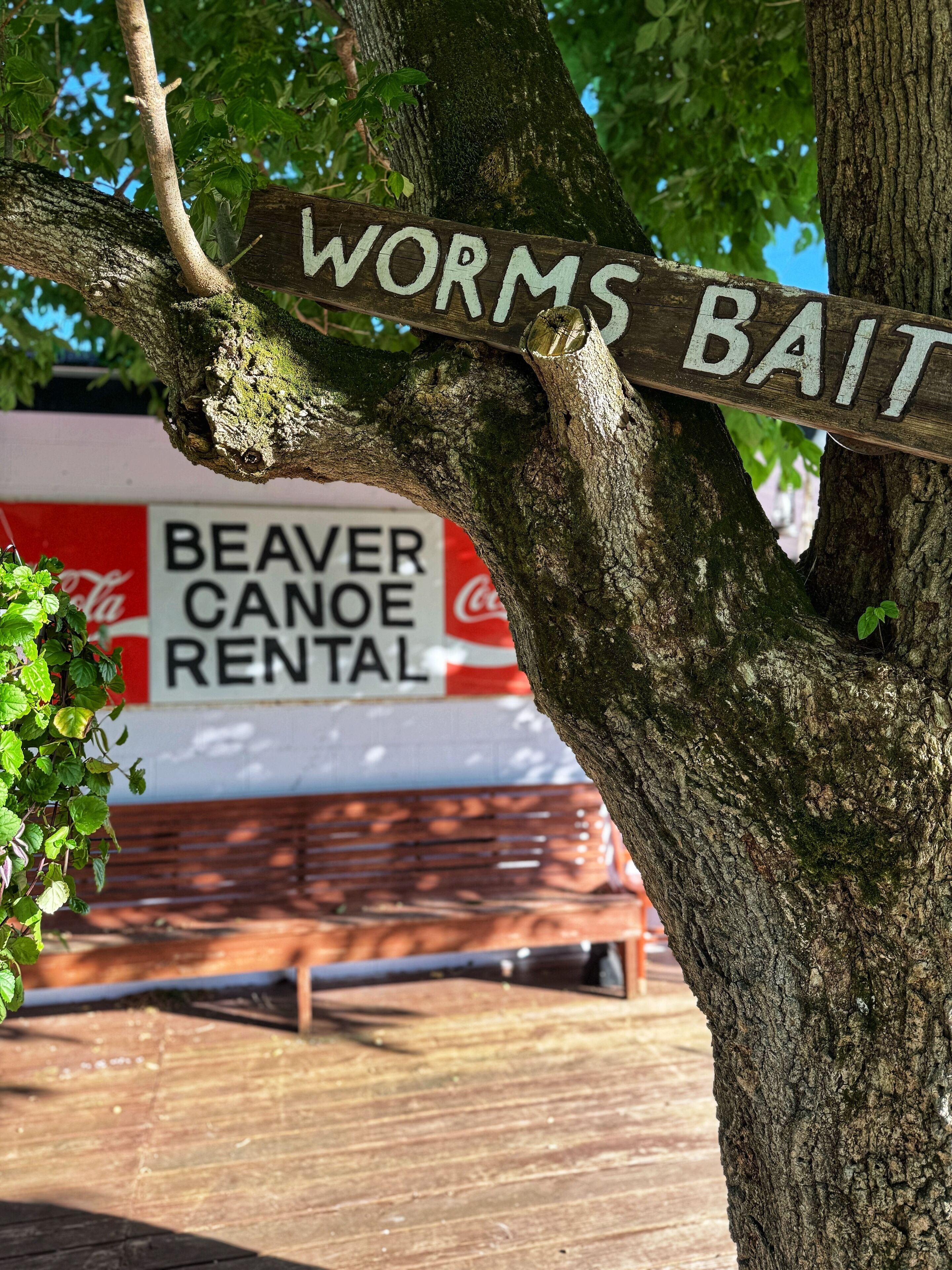 A wooden sign reading "Worms Bait" attached to a tree.