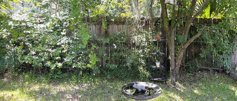 A garden with a birdbath, a wooden fence, and a birdhouse.
