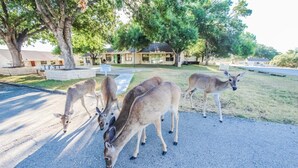 Unclassified image, 2 of 19, button - 2BR Condo w/ Lake Access & Pool (Lago Vista)