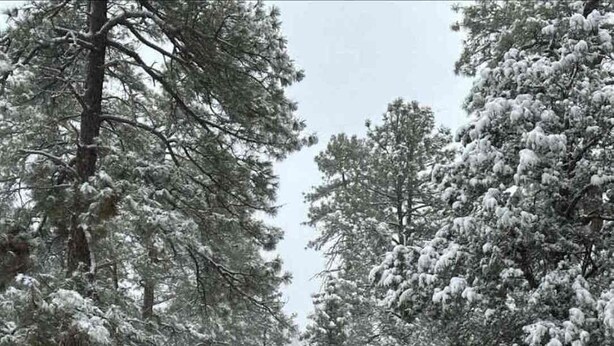Una cabaña rodeada de árboles cubiertos de nieve.