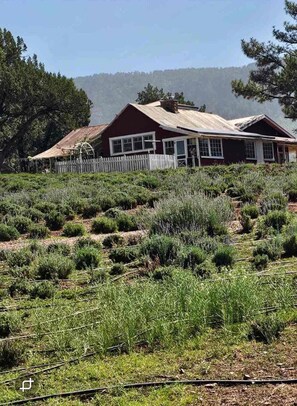 Exterior - Beautiful Cozy Strawberry AZ. Getaway (Strawberry)