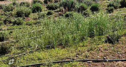 Beautiful Cozy Strawberry AZ. Getaway