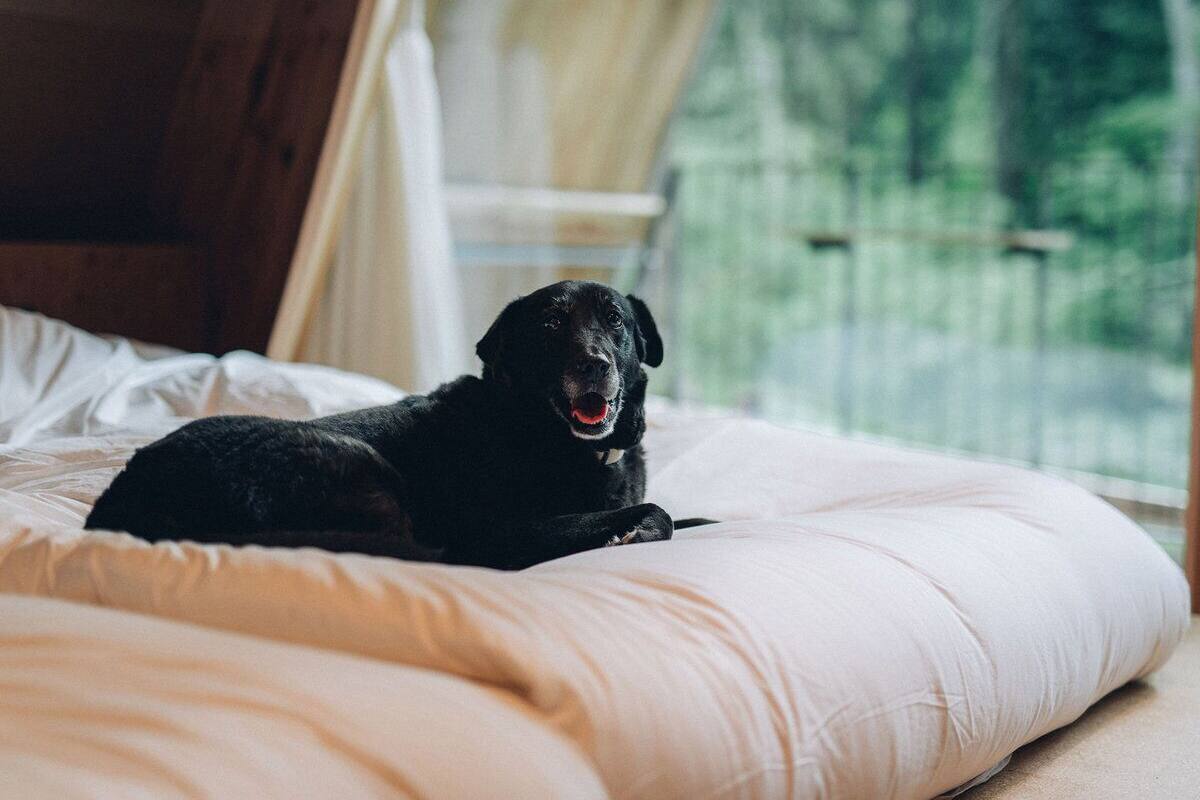 A black dog lying on a bed with a white pillow and a beige blanket.