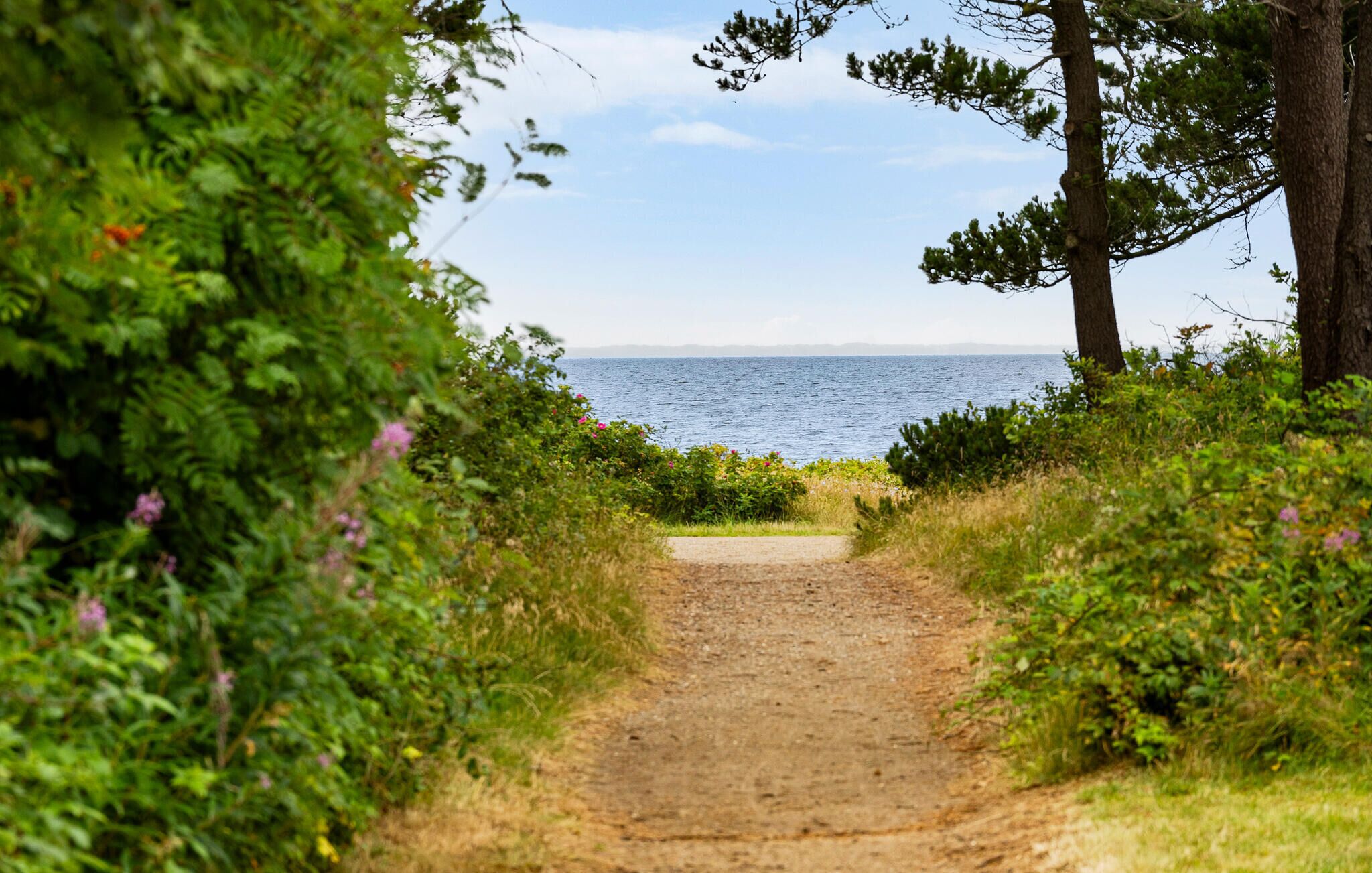 Un sentier de terre qui mène à un plan d’eau, entouré de verdure et d’arbres.
