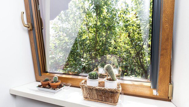 Een vensterbank met verschillende potten met cactussen en vetplanten, een houten raamkozijn en een uitzicht op weelderige groene begroeiing.
