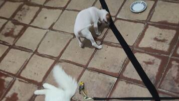 Aceita animais de estimação