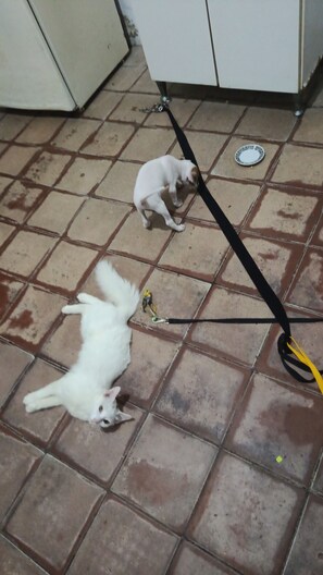 Aceita animais de estimação