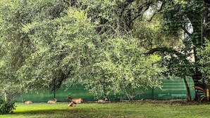 A grassy area with trees and a fence. - Contemporary 2 bedroom house in San Marcos close to campus, downtown & the river (San Marcos)