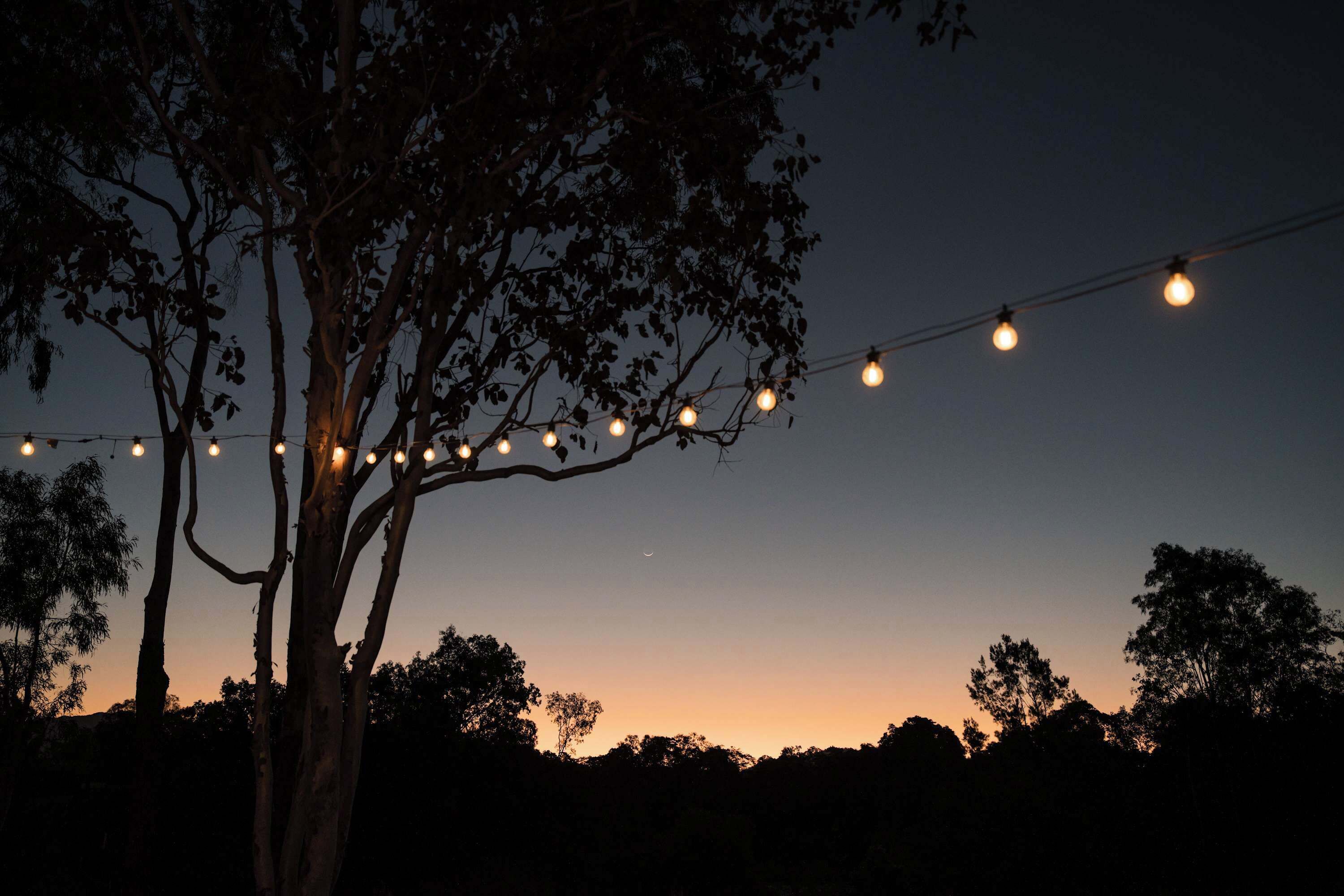 Un arbre décoré de guirlandes lumineuses, se détachant sur le ciel crépusculaire.