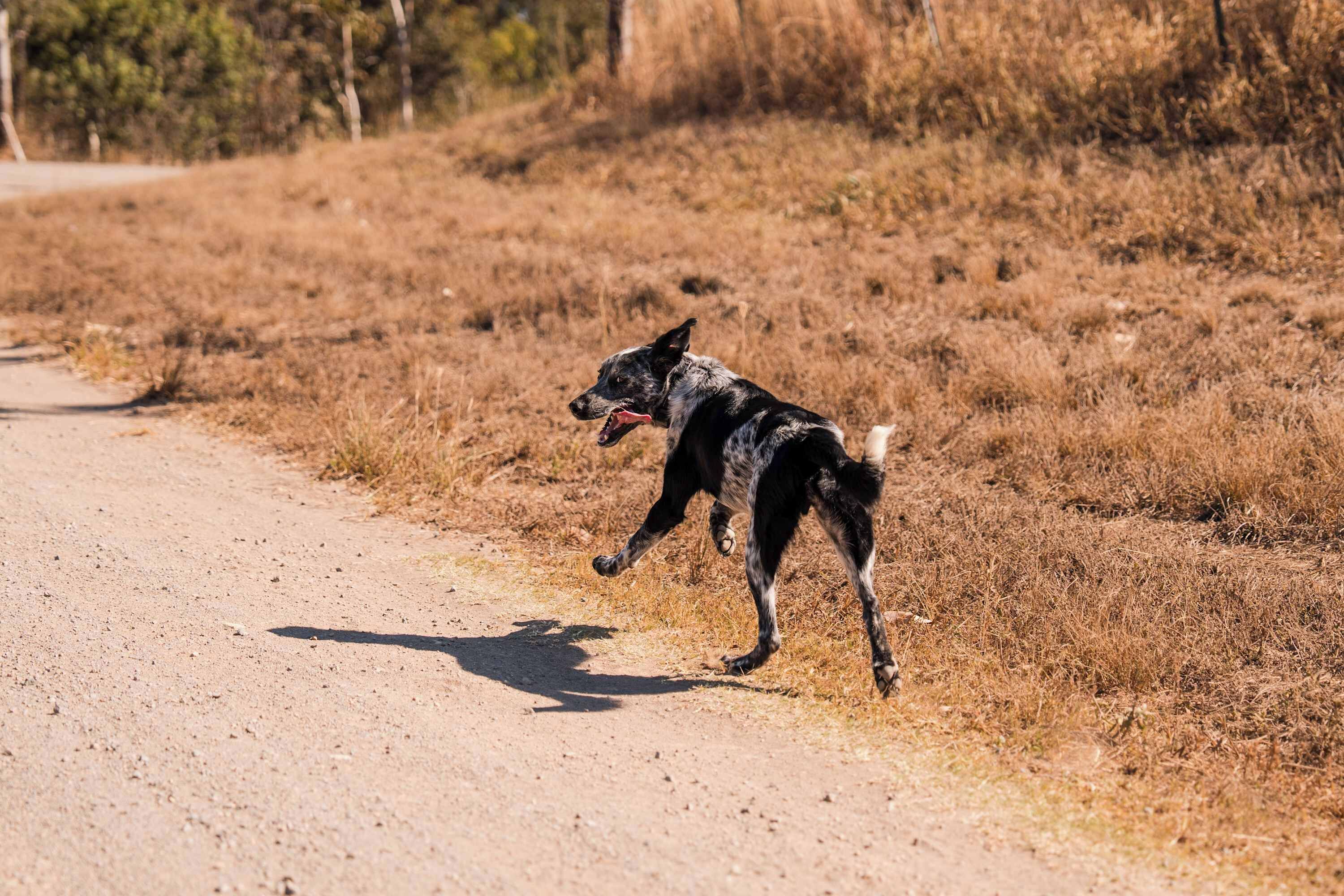 A dog running on a dirt road with dry grass on either side.