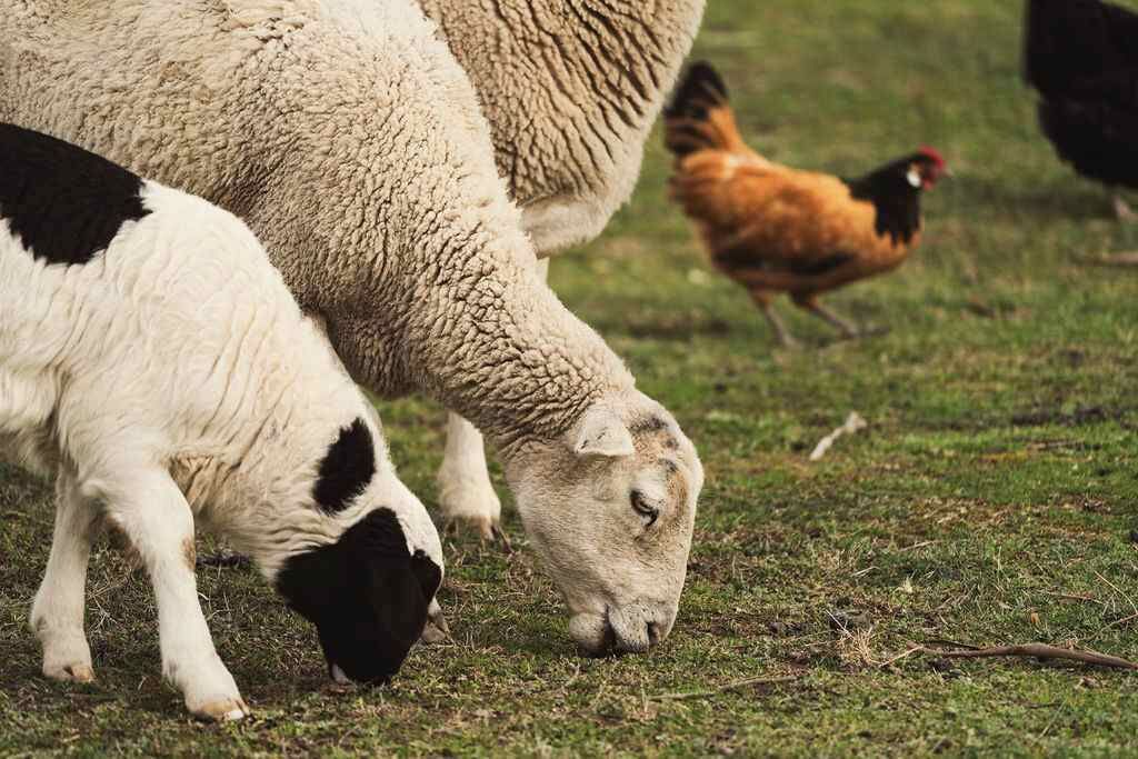 Una granja con una oveja y una gallina pastando.