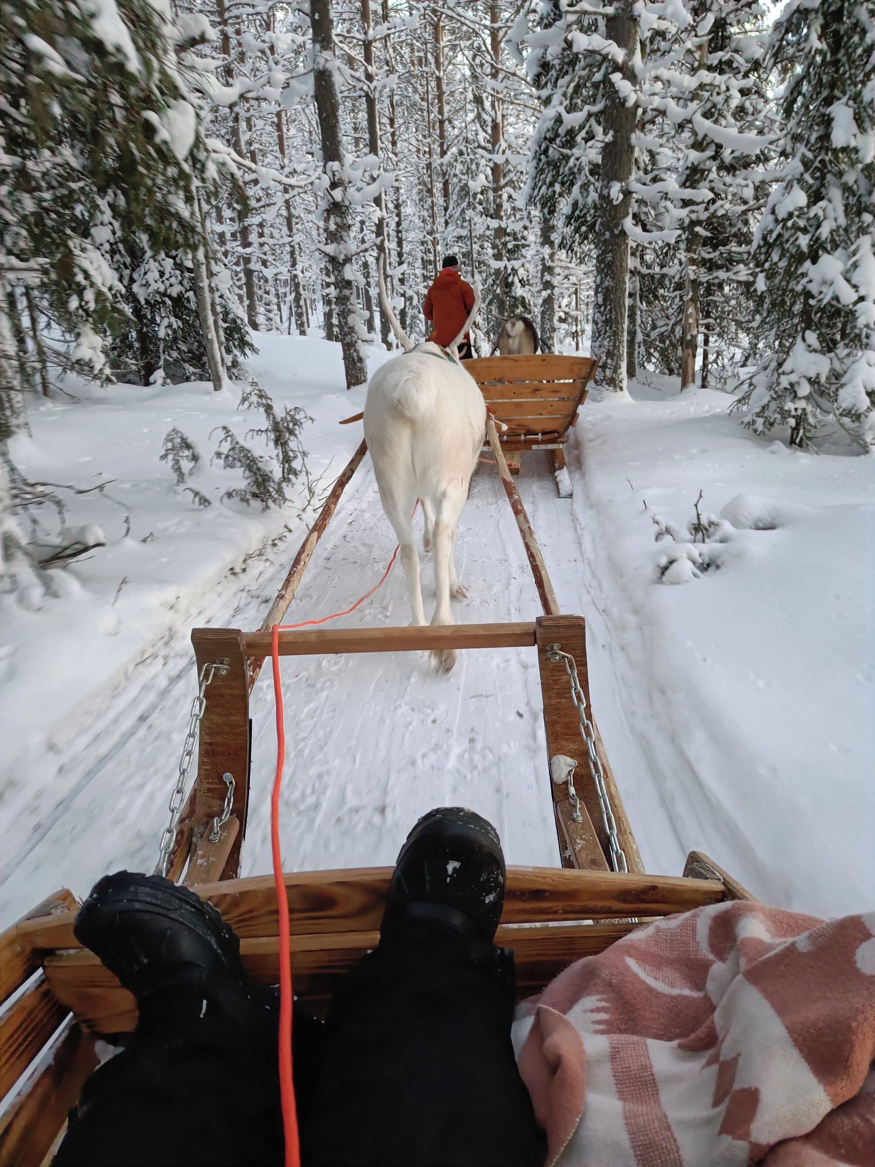 A sled being pulled by a dog through a snowy forest.